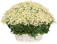Цветочная композиция из Ромашки в корзине #REPLACE_PRED# Ворошнево